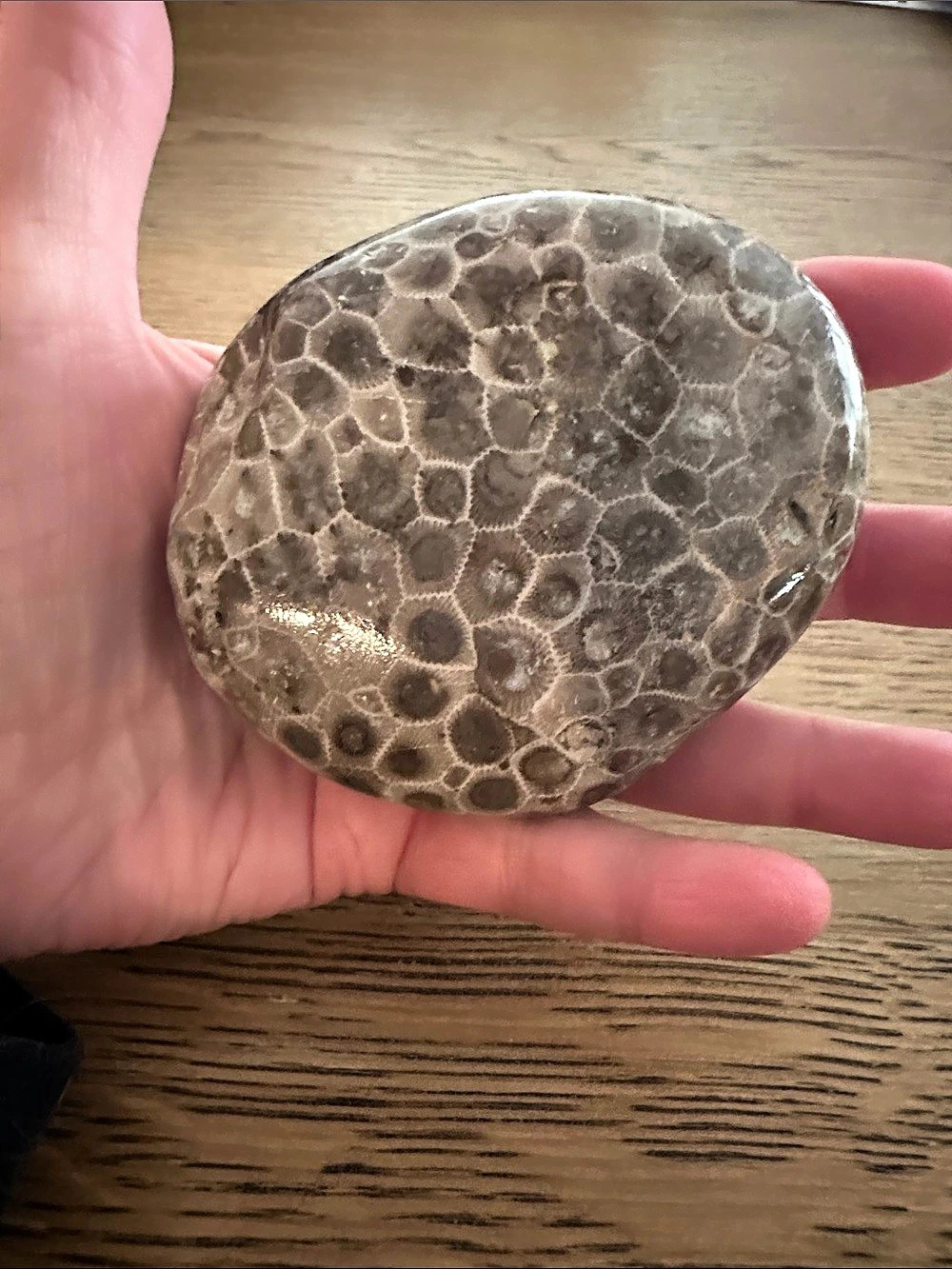 Beautiful Polished Michigan Petoskey Stone Fossil Display Specimen